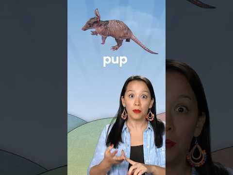 Pups, piglets & puggles: baby animal names explained