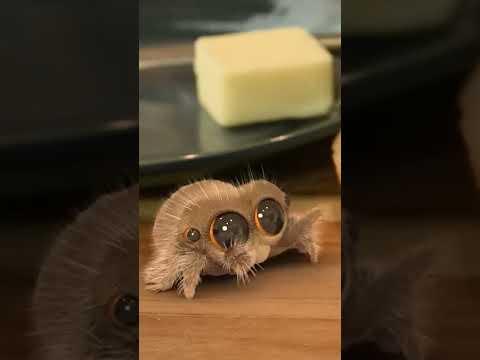 Lucas the Spider and Findley are STARVING #lucasthespider #friends #kidscartoon