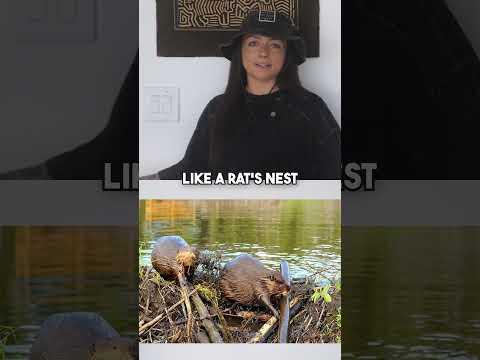 dam building 101 #animals #beavers #dam #howto