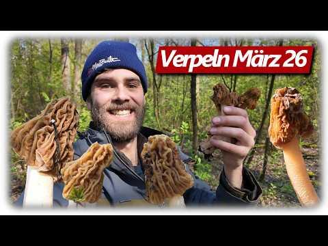 Pilze ohne Ende | Verpeln in Massen, statt Morcheln? Auwald Tour im März 2026