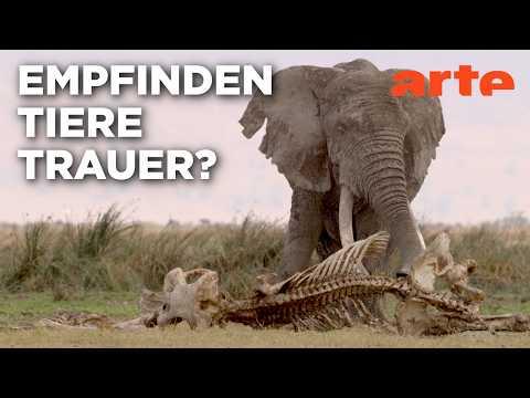 Neues aus der Verhaltensforschung | Doku HD | ARTE