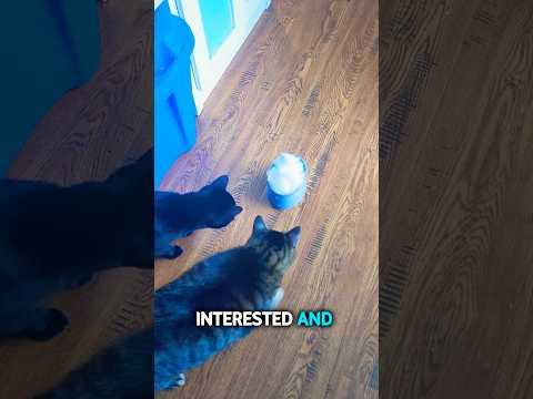 Cats React to Snow for the FIRST TIME!