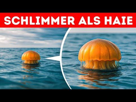 Diese Meereskreaturen sollte man besser in Ruhe lassen, und das ist der Grund