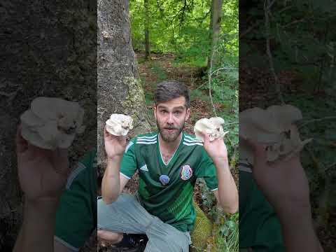 Pilze bei über 30 Grad Celsius im Wald sammeln 😍 #Pilz #Wald #Sommer
