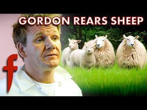 Gordon Ramsay Becomes A Sheep Farmer  | The F Word | Gordon Ramsay