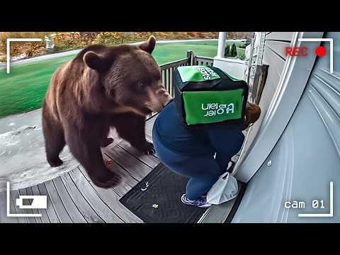 Lieferfahrer vs. Tiere | Wenn etwas schief geht