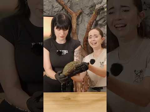 The Alveus experience 🐸🐮🐓🐒🪳 #shorts #alveus #animals #notapet #animalsanctuary #mayahiga #twitch