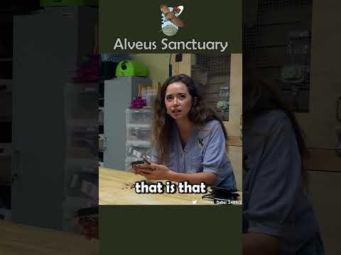 Our new parrot ambassador makes Xbox sounds 😯#alveussanctuary #parrot #xbox #mayahiga