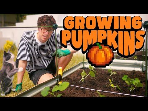 Real Life Stardew Valley - Growing Pumpkins