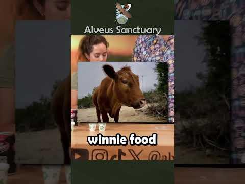 Trying Animal Food With Killdozer @Killdozer_tv