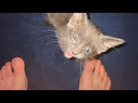 UNUSUAL MEMES COMPILATION V312