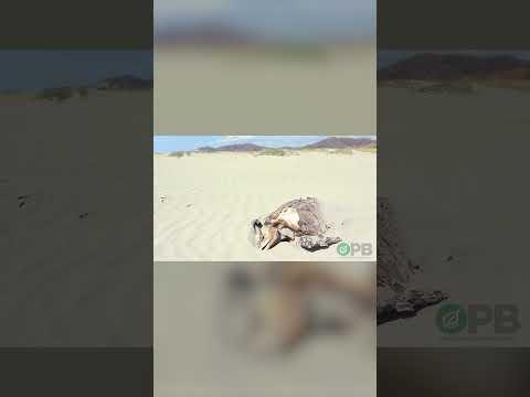 The Desert Where Life Goes To Die - Horrifying Planet