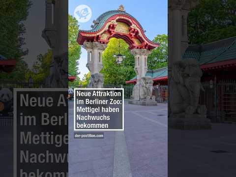 Neue Attraktion im Berliner Zoo: Mettigel haben Nachwuchs bekommen