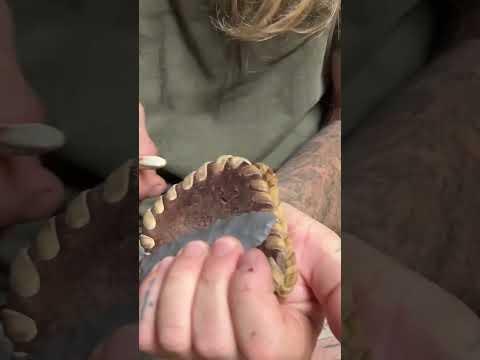 SHARPEN Your Stone KNIFE After Butchering Game #survival #flintknapping #nature #outdoors #diy