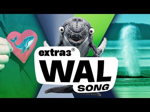 Song für Ostsee-Wal Timmy: Und alle haben Mitleid | extra 3