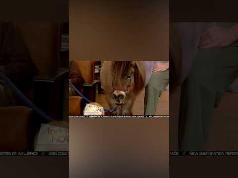 Dead Wife And Kids Replaced By Miniature Horses