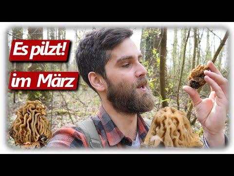 Pilze ohne Ende | Verpeln und Morchelbecherlinge sammeln im März Auwald