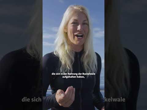 Verschlucken Wale Menschen? | Unter Buckelwalen – auf den Spuren ihrer Sprache #shorts