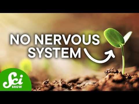 Plants Have Proprioception and That’s Weird