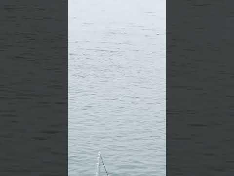 Wir geben das Angeln nicht auf!