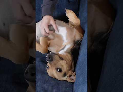 Meet Gidget 🐶🥰