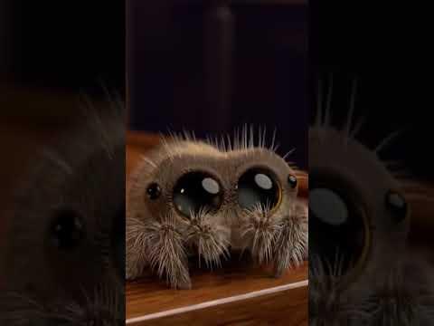 Hi I'm Lucas the Spider #lucasthespider #cartoons #shorts