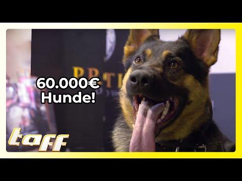 Protection Dogs - Warum sind sie für Stars und Familien so wertvoll sind?!
