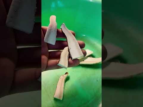 Birkenporling mit "Geheimtipp" verarbeiten und trocknen #Pilz #Pilze #Wald