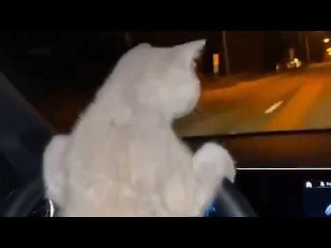 UNUSUAL MEMES COMPILATION V334