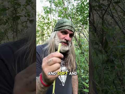 SURVIVAL Toothbrush #survival #nature #primitiveskills #bushcraft #toothbrush #survivalskills
