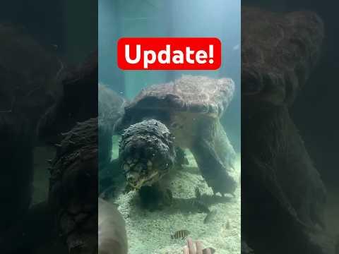 Was wurde aus der Schildkröte im Aquarium?