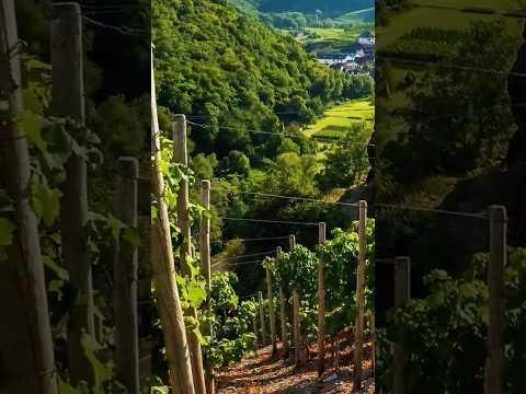Discover Germany’s Hidden Gem💎 The Fairytail City of Würzburg🇩🇪🫶#visitgermany