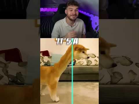 Lustige Tiere 😹 Lustige Tiere 😹 #shorts