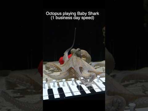 Teaching an octopus piano