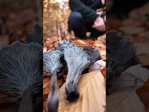 Totentrompeten im November 2025 sammeln Teil 4 #Pilz #Pilze #Pilzesammeln