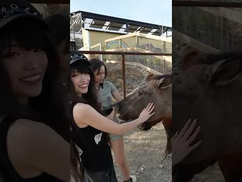 Emiru meets my horse Acero 🐴