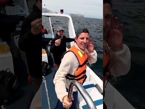 🦭Schwimmen mit Seelöwen?