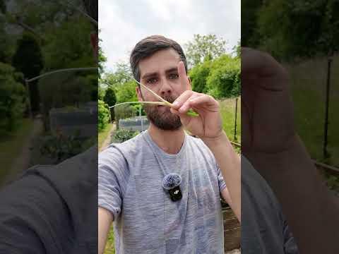 Wichtiger Knoblauch Tipp: Blüten entfernen! #Knoblauch #Garlic #Garten