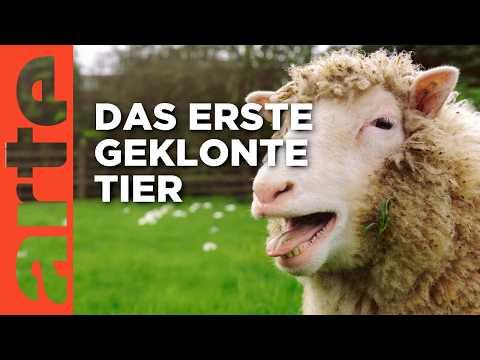 Dolly - Das Schaf, das die Welt veränderte | Doku HD | ARTE