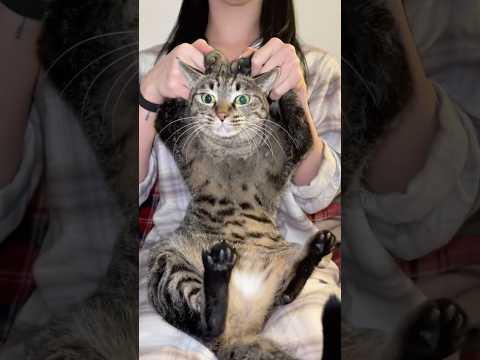 @redy_shin with Alarm👻 AT US Challenge🐾