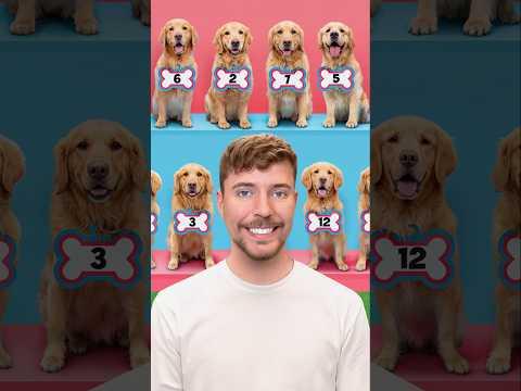 Find Your Dog, Win $10,000