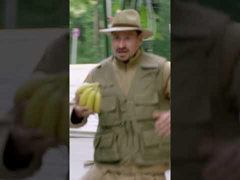 Affen-Alarm in der Innenstadt!! 🍌🚨 | Verstehen Sie Spaß?