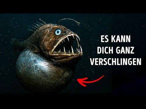 Meerestiere, die besser unentdeckt geblieben wären