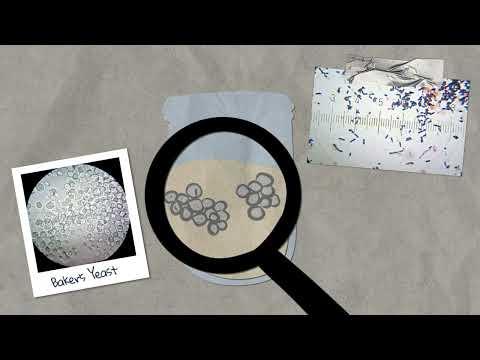 Where Does the Yeast in Sourdough Come From?