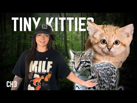 The 8 Lineages of Cats (That We Know Of) I History of Cats Episode 3