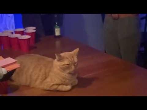 UNUSUAL MEMES COMPILATION V335