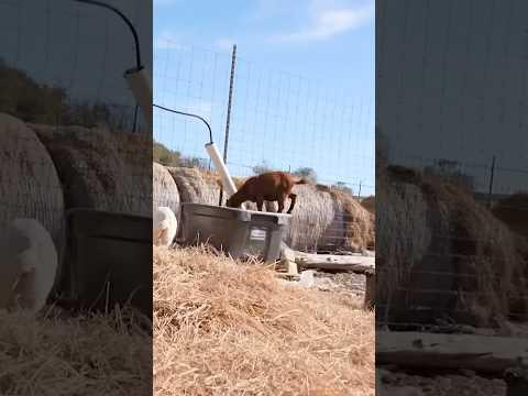baby goats are not very bright