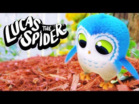 Arlo Takes a Leap of Faith! Will he Fly? | Lucas The Spider