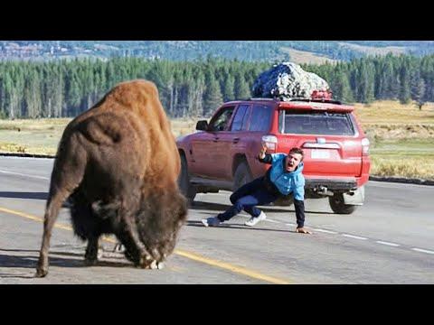 Wenn Tiere durchdrehen und dabei gefilmt werden