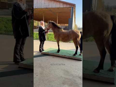 Die Pferdewaage kommt 🙉 wie viel wiegen unsere Ponys? #ViktoriaSarina